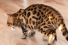 Bengal Cat Züchter